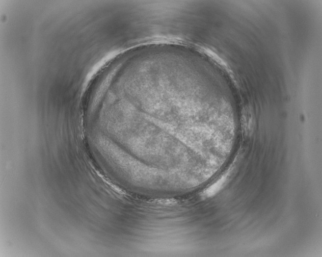 X0000070391310200607072209