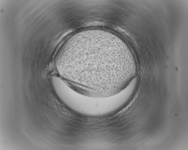 X0000070391313200607072209