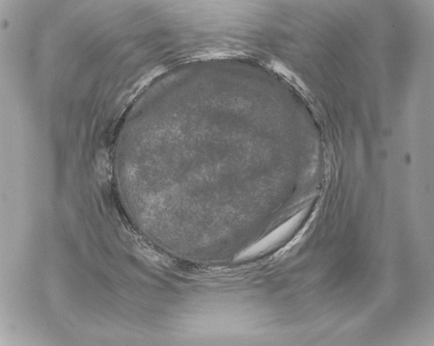 X0000070391353200607072209