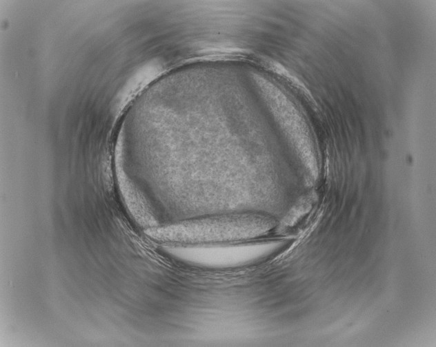 X0000070391362200607072208