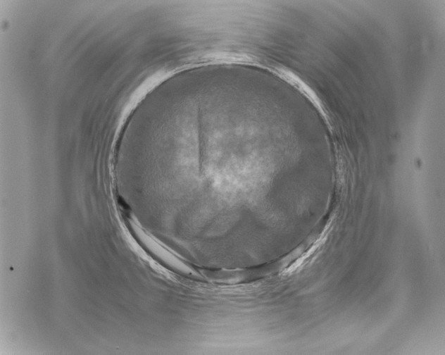 X0000070391381200607072208