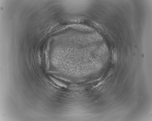 X0000070391394200607072207