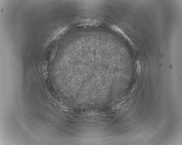 X0000070391399200607072207