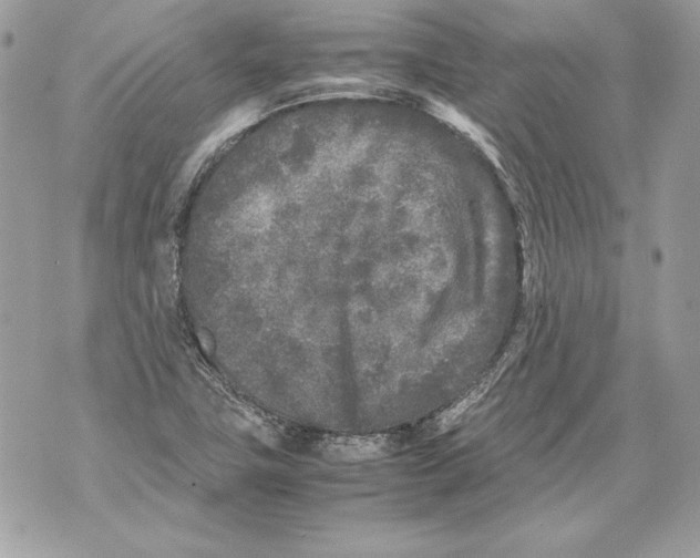 X0000070391411200607072207