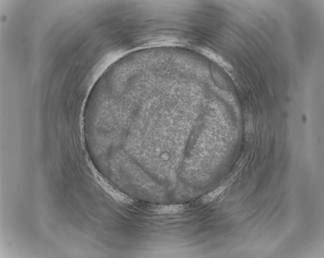 X0000070391423200607072208