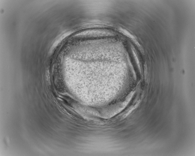 X0000070391453200607072207