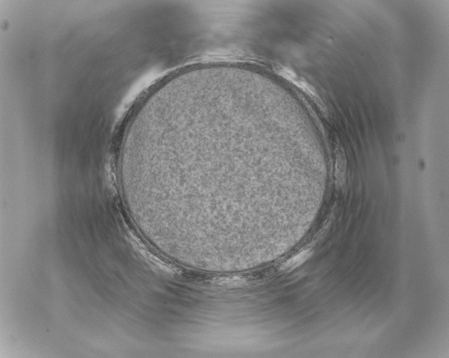 X0000070391454200607072207