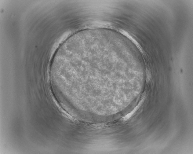 X0000070391477200607072207