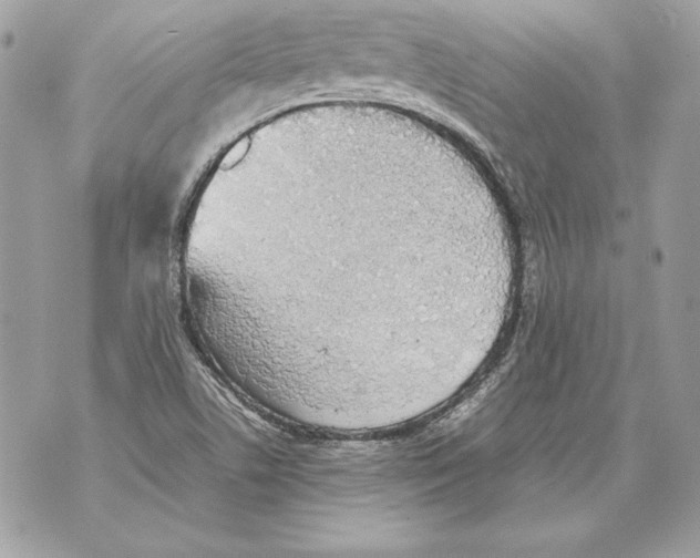 X0000070391506200607072206