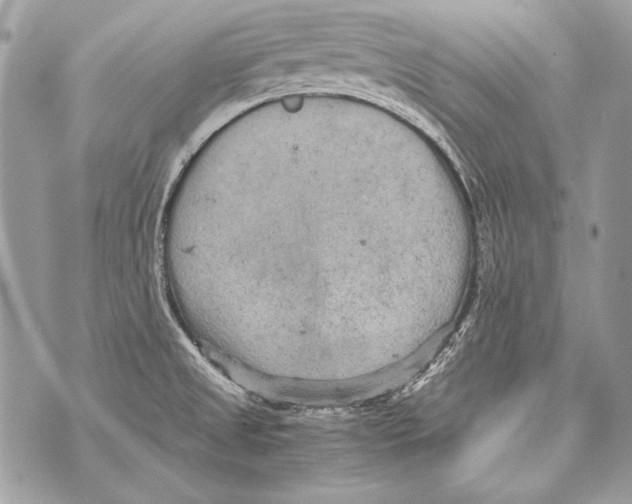 X0000070391525200607072206