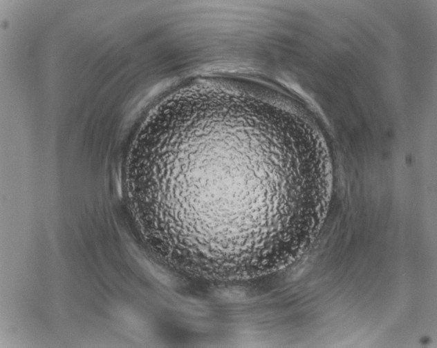 X0000070400062200606091136
