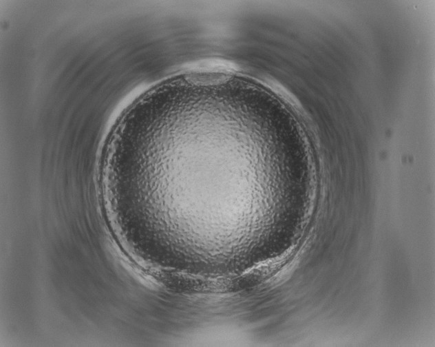 X0000070401248200606091118