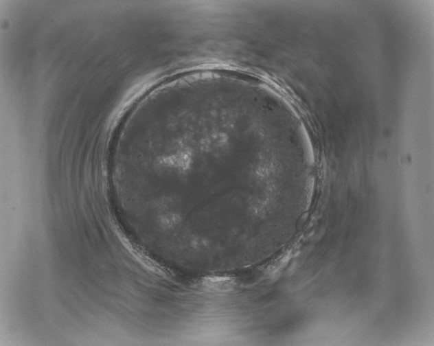 X0000070400055200606161356