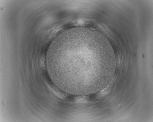 X0000070400175200606161355