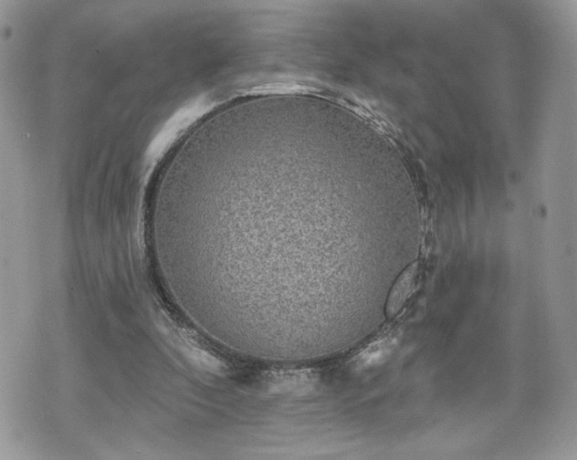 X0000070400296200606161352