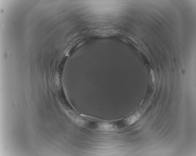 X0000070400380200606161352