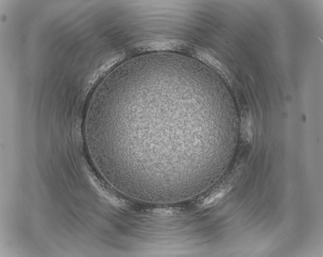 X0000070400394200606161351