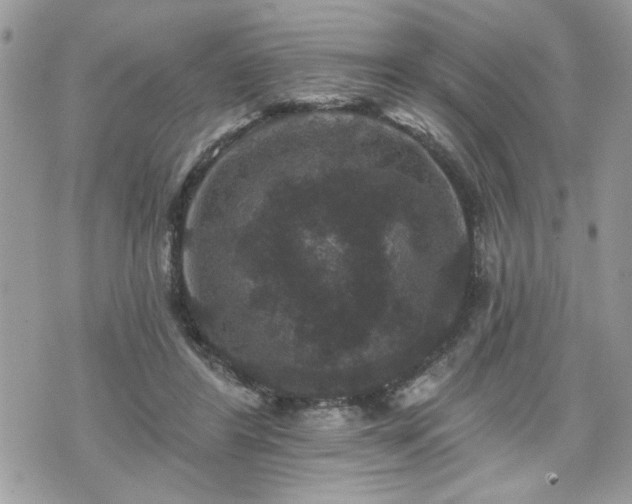 X0000070400404200606161351