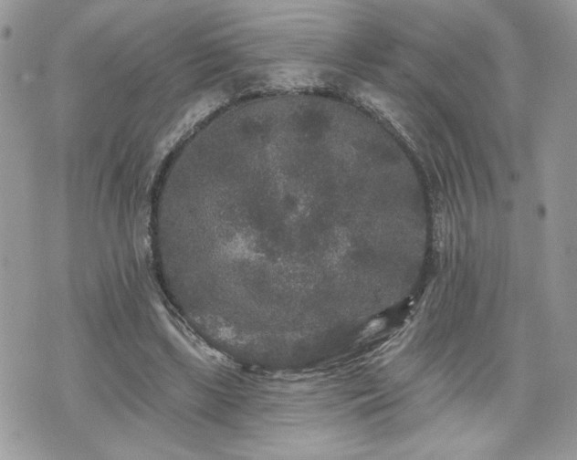 X0000070400443200606161349