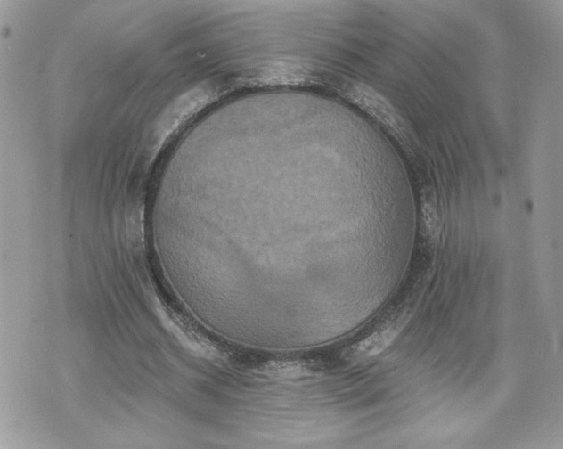 X0000070400534200606161348