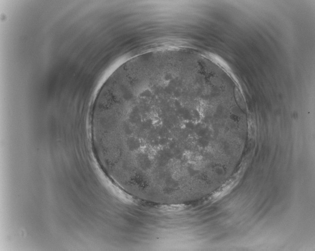 X0000070400859200606161343