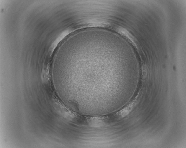 X0000070400875200606161343