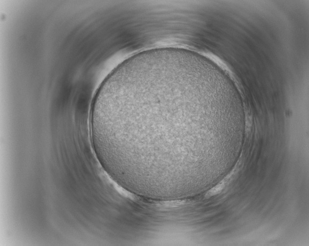 X0000070401294200606161336