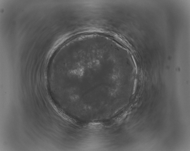 X0000070400055200606231813