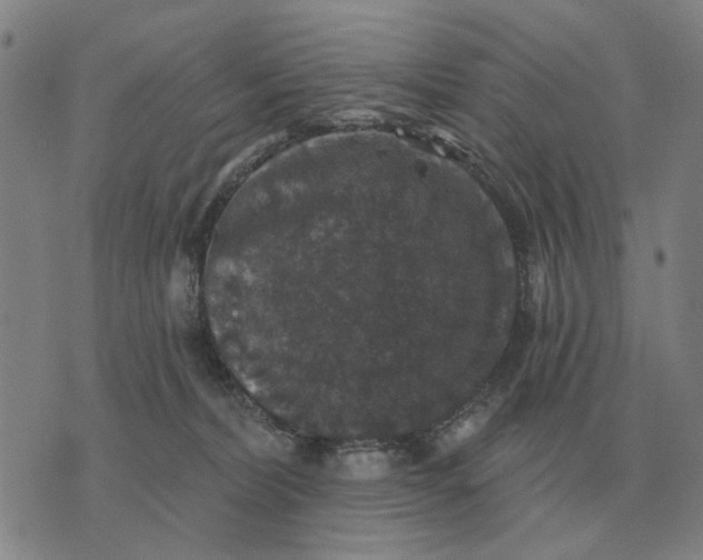 X0000070400228200606231810