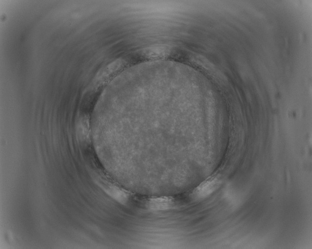 X0000070400240200606231810