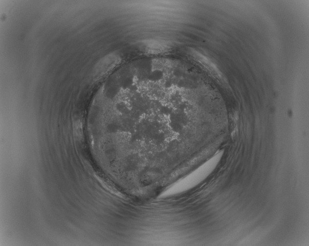 X0000070400269200606231810