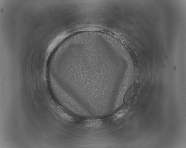 X0000070400296200606231809