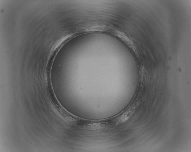 X0000070400298200606231809