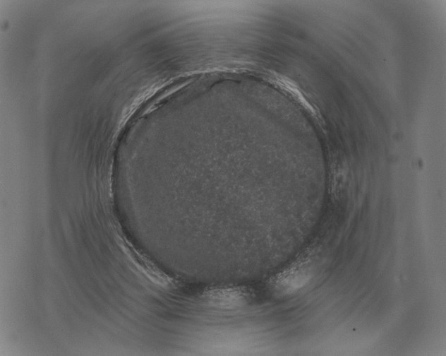 X0000070400299200606231809