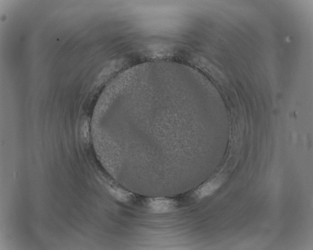 X0000070400336200606231809