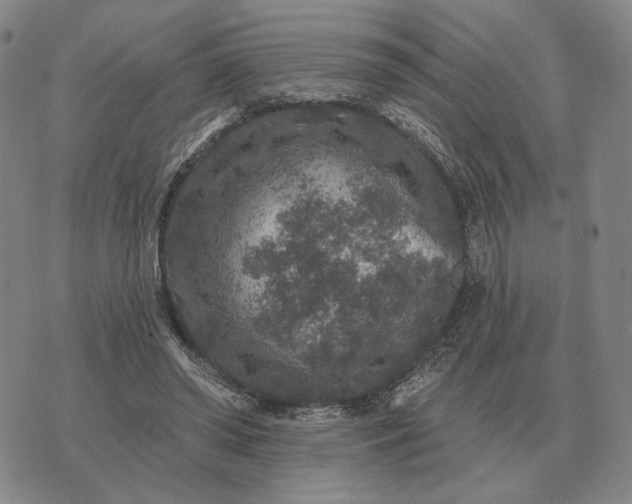 X0000070400398200606231808