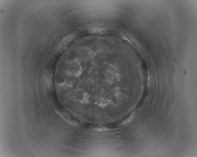 X0000070400408200606231807