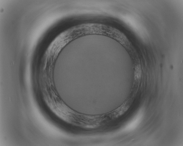 X0000070400431200606231807