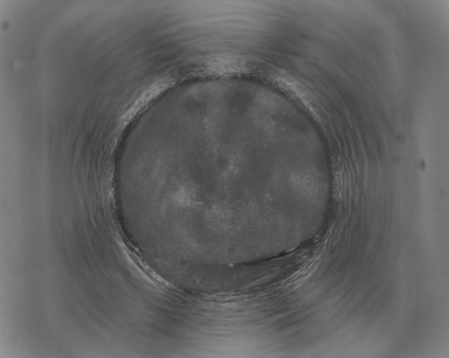 X0000070400443200606231806