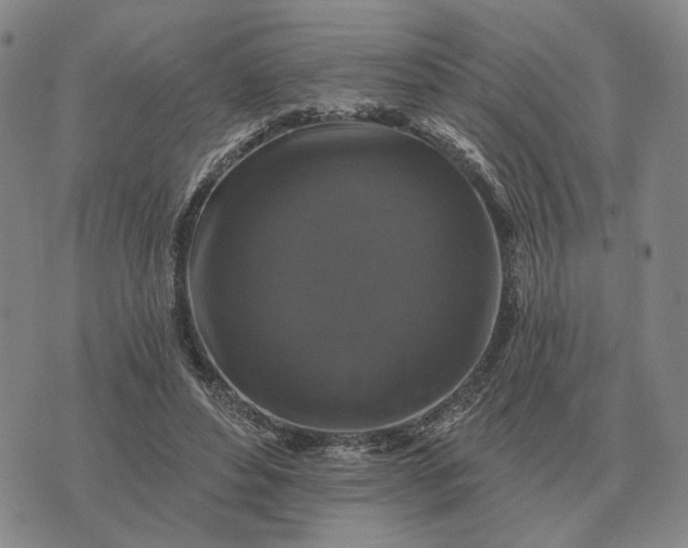 X0000070400496200606231806