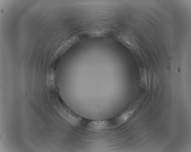 X0000070400526200606231805