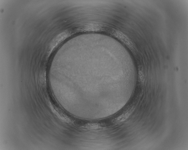 X0000070400534200606231805