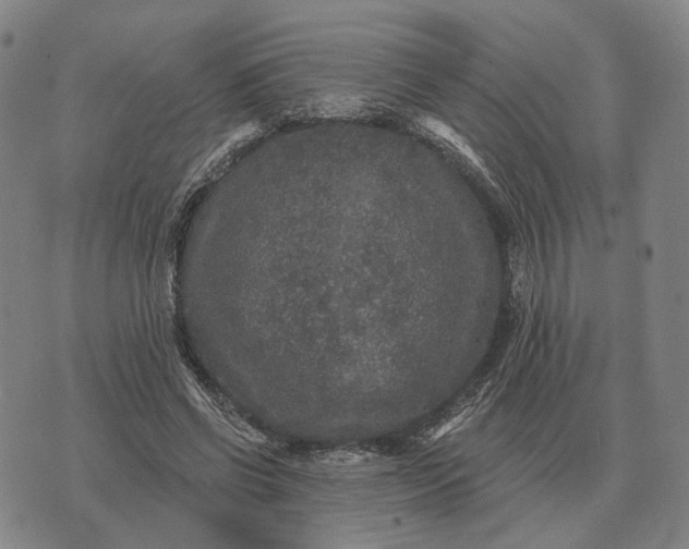 X0000070400542200606231805