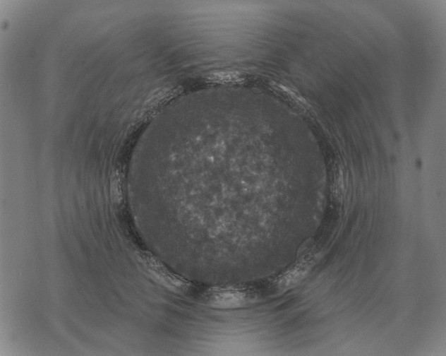 X0000070400658200606231804