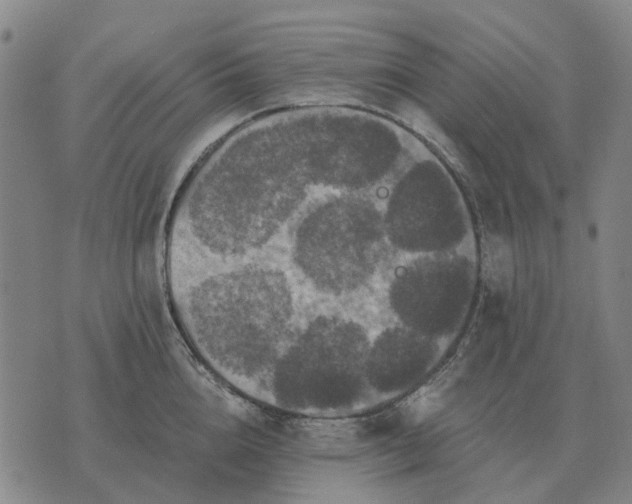 X0000070400856200606231801