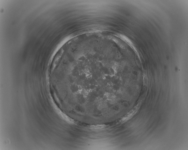 X0000070400859200606231801