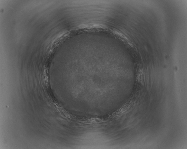 X0000070400966200606231758