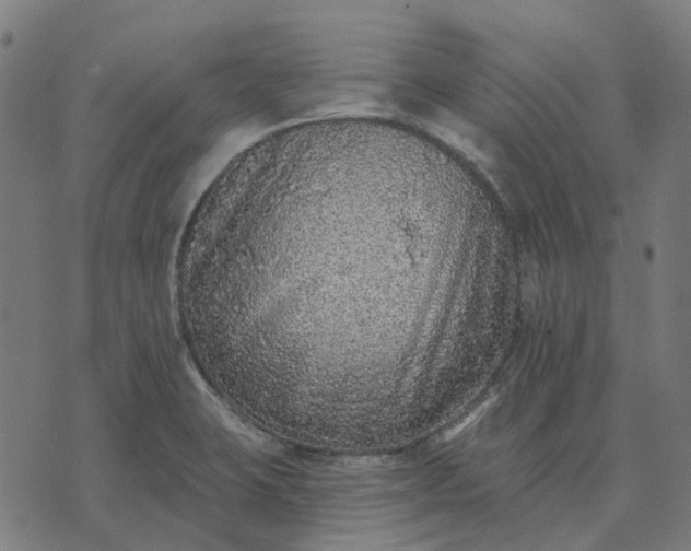 X0000070401423200606231751