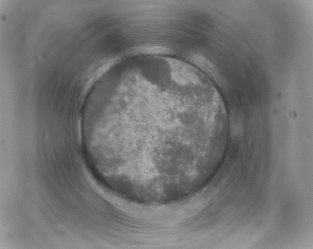 X0000070400014200606302023