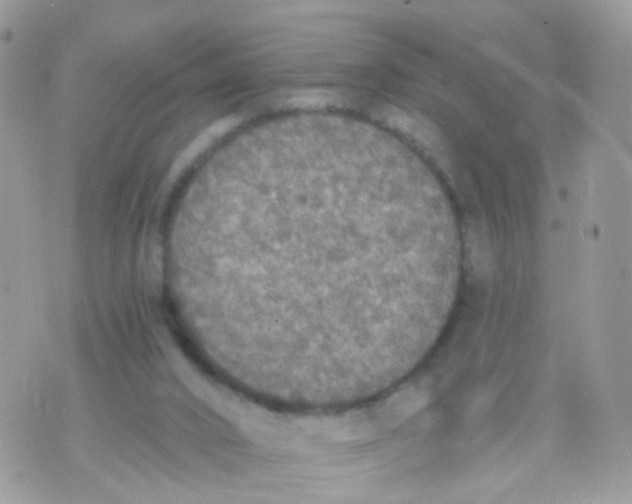 X0000070400016200606302023